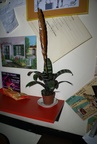 dsc03713.jpg